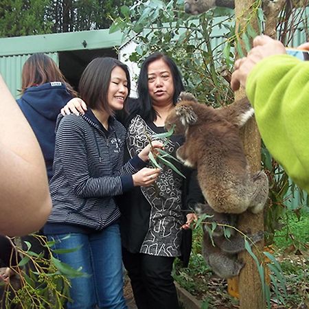 Fauna Australia Wildlife Retreat Lavers Hill Eksteriør billede