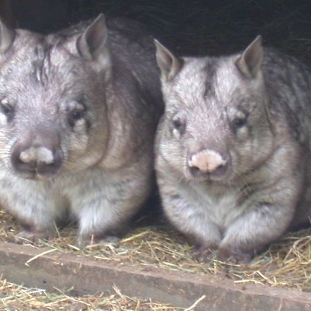 Fauna Australia Wildlife Retreat Lavers Hill Eksteriør billede