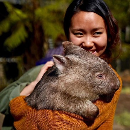 Fauna Australia Wildlife Retreat Lavers Hill Eksteriør billede