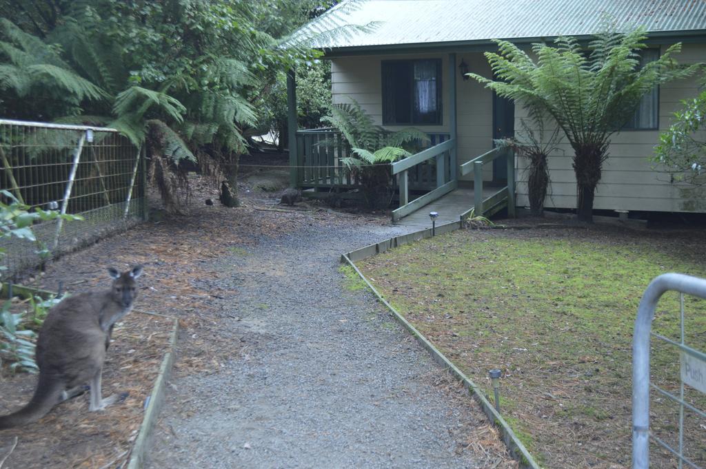 Fauna Australia Wildlife Retreat Lavers Hill Eksteriør billede