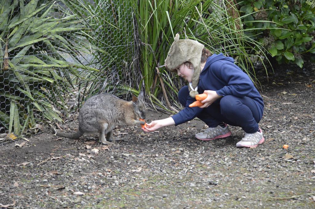 Fauna Australia Wildlife Retreat Lavers Hill Eksteriør billede