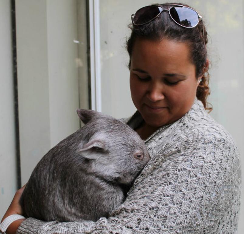 Fauna Australia Wildlife Retreat Lavers Hill Eksteriør billede