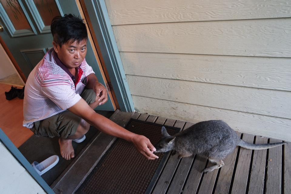 Fauna Australia Wildlife Retreat Lavers Hill Eksteriør billede