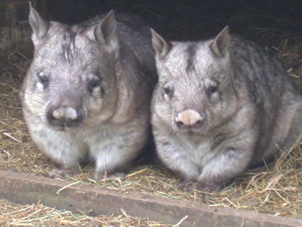 Fauna Australia Wildlife Retreat Lavers Hill Eksteriør billede