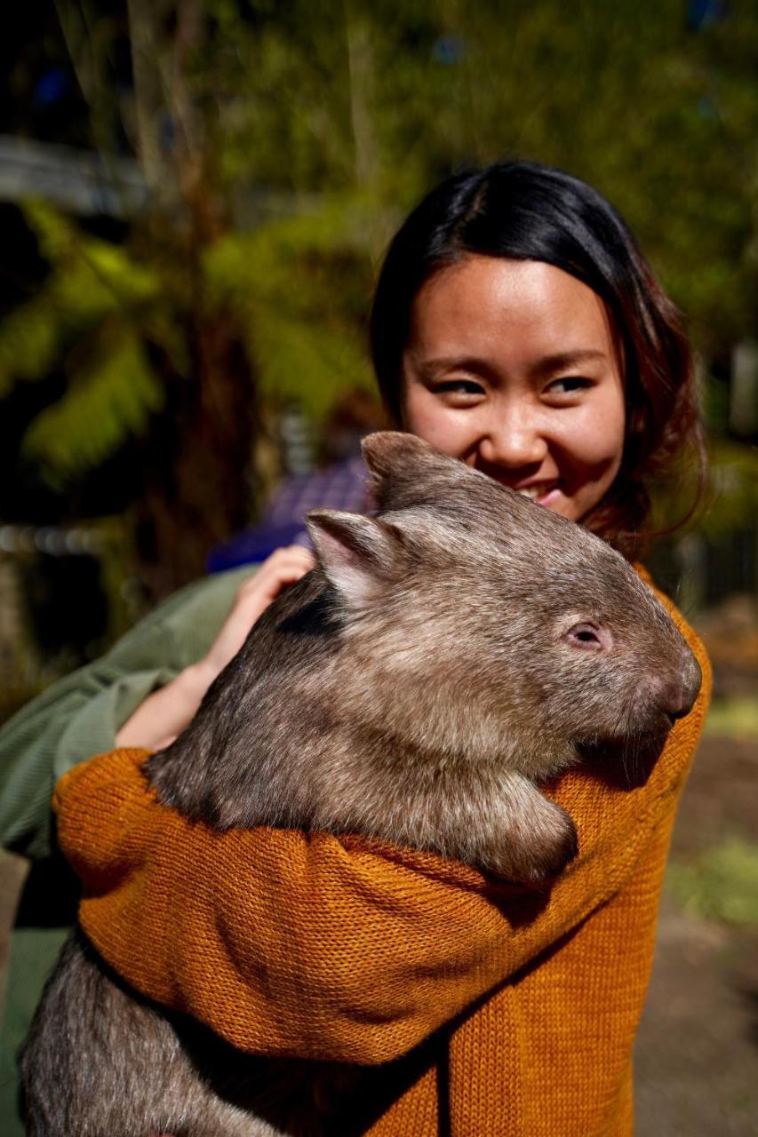 Fauna Australia Wildlife Retreat Lavers Hill Eksteriør billede