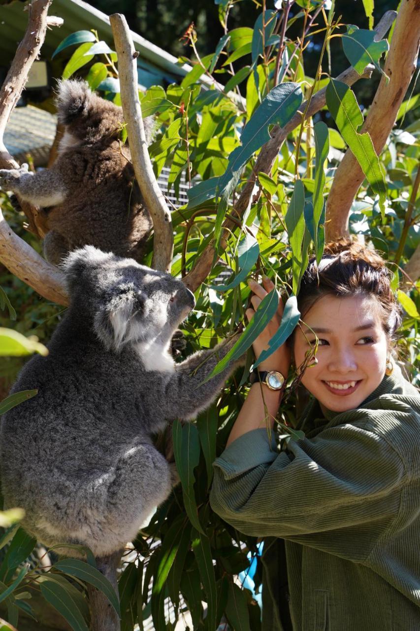 Fauna Australia Wildlife Retreat Lavers Hill Eksteriør billede